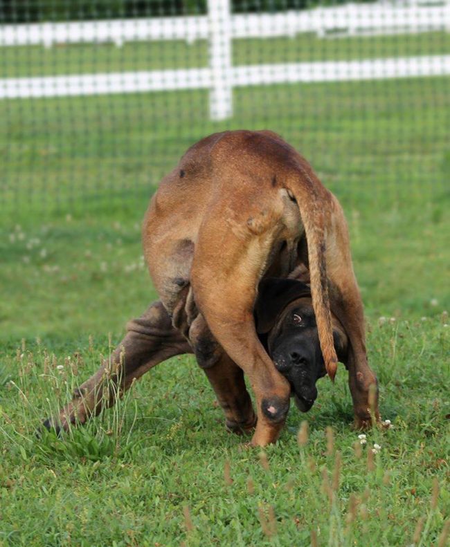 His goofy spirit that had been suppressed all his life is now on full and adorable display. That scared dog in the cage has really come so far!