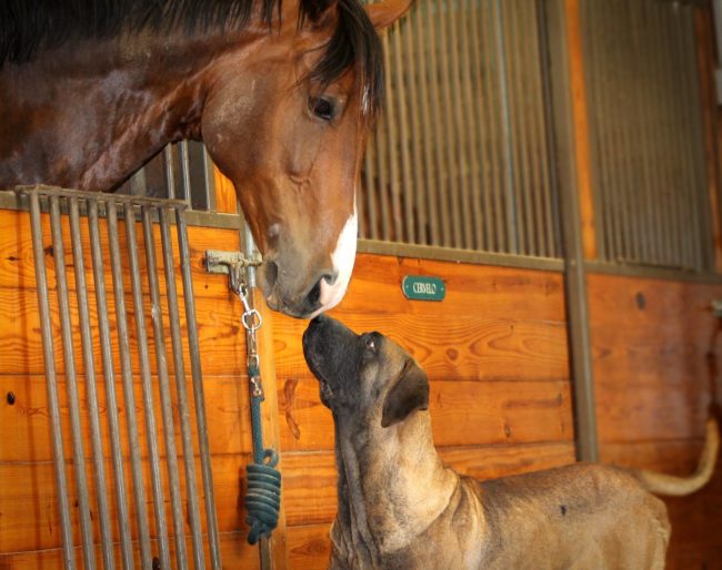 He has plenty of furry new friends by his side. Can you believe how happy he looks?