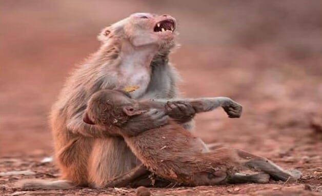 While this looks like a heartbroken mother wailing and clutching her dead offspring, Lodhi says the baby had just tripped and fallen, then got up quickly after the photo was taken. 