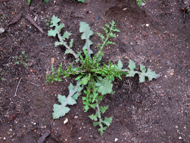 According to the International Agency for Research on Cancer, there is evidence pointing to the herbicide glyphosate being a carcinogen.