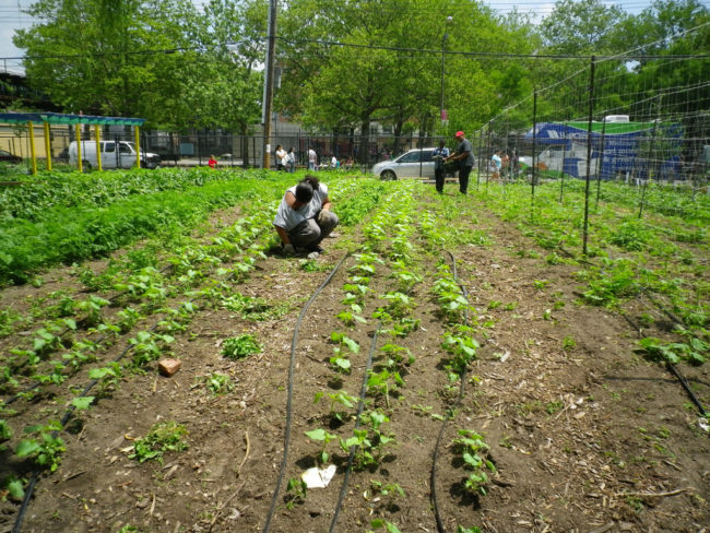 Exposure has also been linked to non-Hodgkin’s lymphoma in humans.