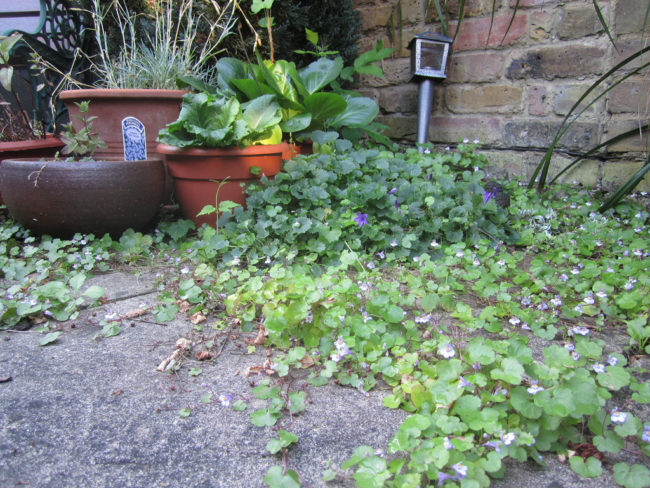 Shockingly, it's still found in many solutions used by farmers and people like me and you.