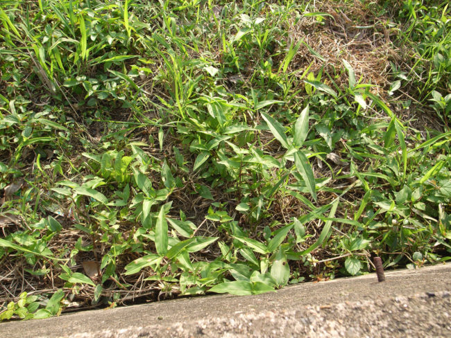 Despite these claims, Monsanto reaffirms that glyphosate is not a known carcinogen and that their products are safe for home use.