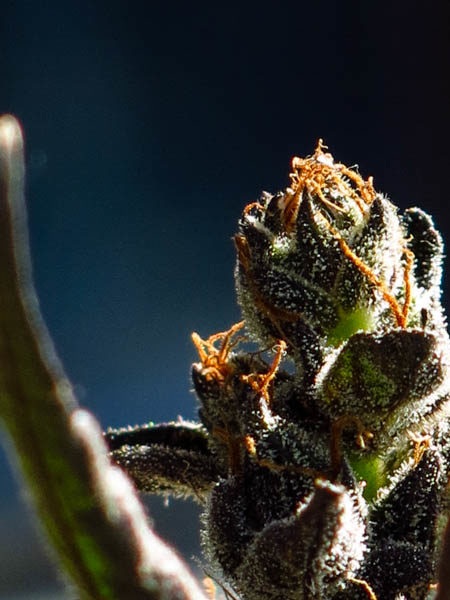 He was treated and released. Doctors told the father that his child had ingested more than 250 mg of THC. Police were called to investigate the issue.