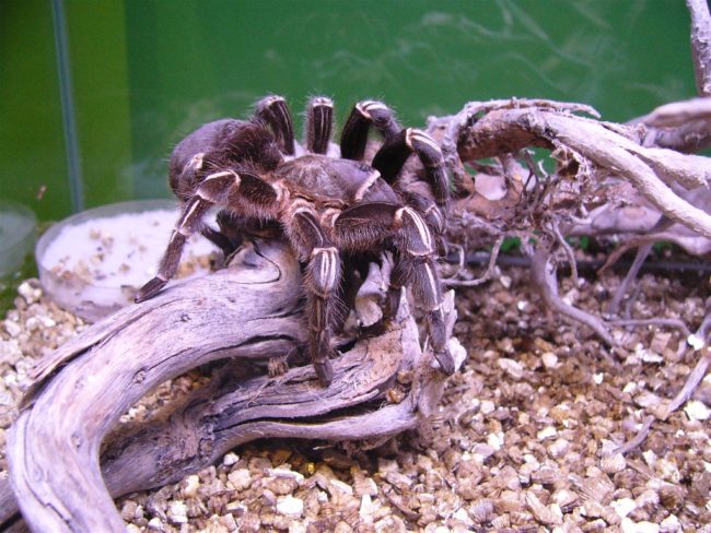 While most tarantulas eat insects and grasshoppers, some kinds can eat prey as large as snakes, lizards, or small birds.