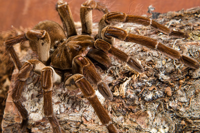 Molting, the process of shedding their old skin, can take anywhere from a few hours to a few days.