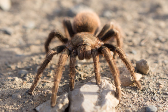 In the days leading up to the molting process, you may notice that your tarantula will refuse to eat and will begin secreting small droplets of fluid from its legs.