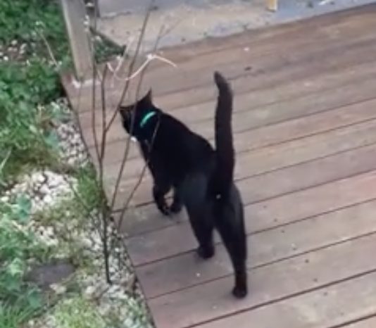 It goes on to say that Mr. Biggles has a "secret soft side" and will accept cuddles -- but only on his terms.