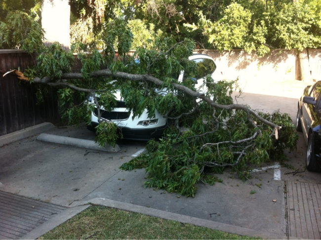 When a tree throws shade at you for stealing your coworker's parking spot, this happens. Go over to the next page for more satisfying payback.