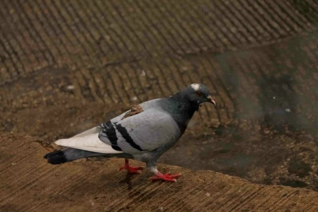 Anyone that's ever had top clean bird poop off their car will be happy to see this bittersweet revenge.