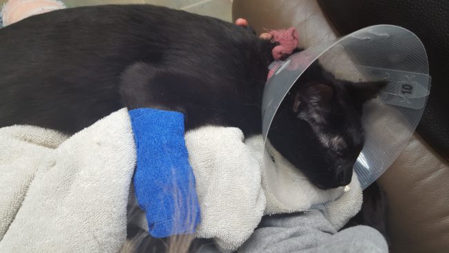 After a struggle to secure the necessary $4,000, Ollie was prepped and ready for emergency surgery.