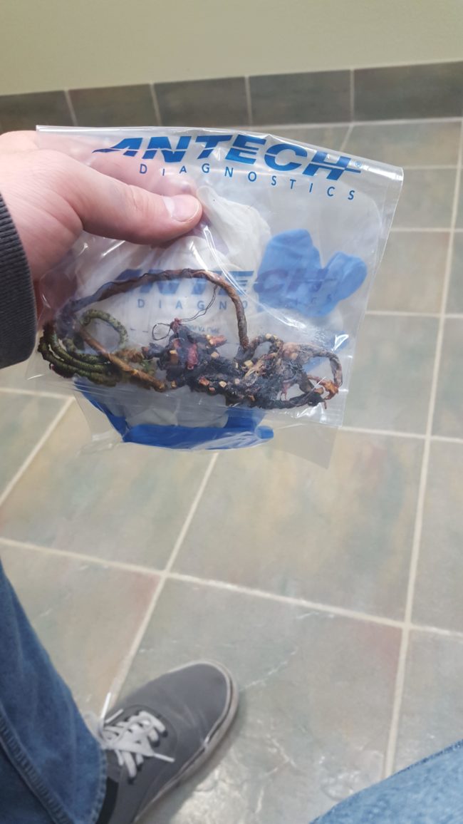 That's when surgeons discovered that Ollie had eaten a whole mess of hair ties.