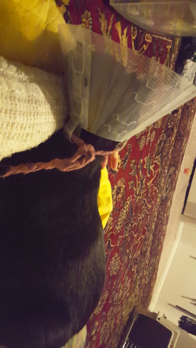 The ties had cut off circulation to part of his intestinal tract, forcing the vet to cut away the dead portion and sew the ends together.