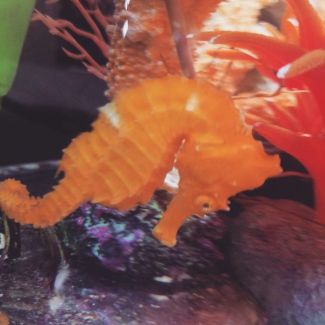 They took the seahorse to the Clearwater Marine Aquarium, where experts deduced that her color was due to her living among red and orange sponges before ending up on the beach.