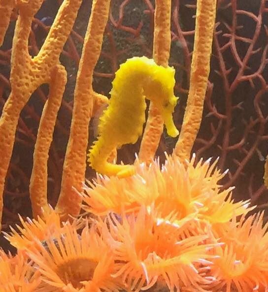 &ldquo;The chances of surviving being dropped by a seagull in the sand are small,&rdquo; Don Stansell, a marine biologist at the aquarium said. &ldquo;It&rsquo;s amazing because all of the things happened at the exact right time and probably only in a two-minute window for her to have survived."