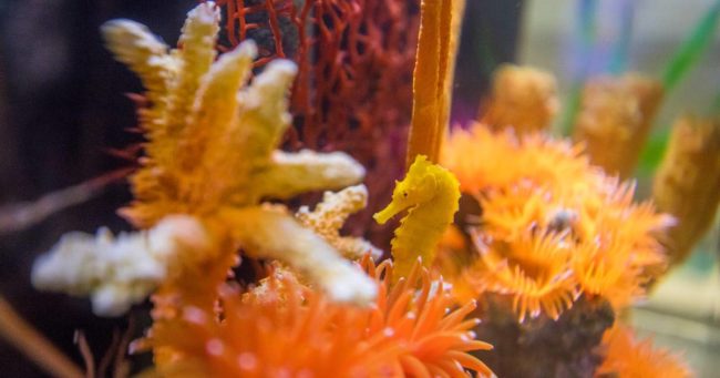 In her new environment at the aquarium, the seahorse now known as Cheeto changed her color to yellow to match her surroundings and finally began eating after a week. They started live-streaming her recovery on a webcam, and everyone watching was rooting for the little survivor.