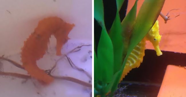 But the little girl, her mom, and the people at the Clearwater Marine Aquarium will never forget the little Cheeto they all helped bring back to life.