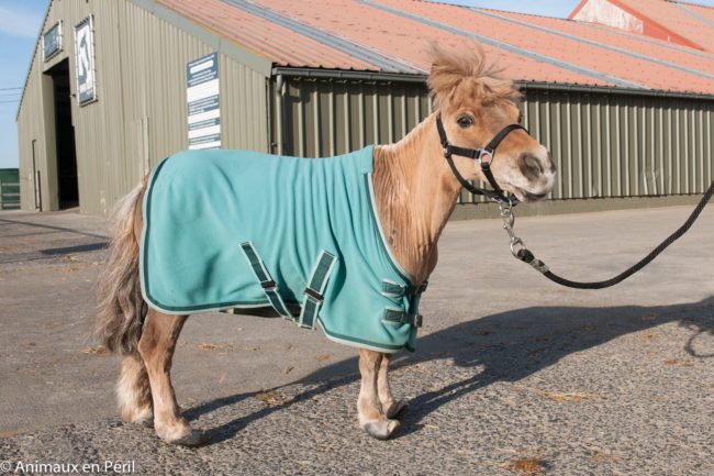 When his rescuers finished with him, Poly was a new and much happier guy!