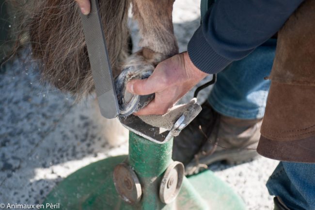 Luckily, this sweet little guy wouldn't have to suffer any longer.