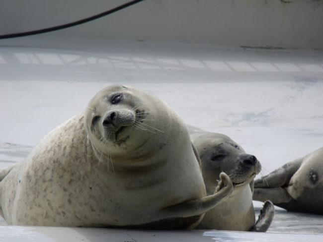 The scientists tested the hypothesis on seals, which were given small doses of oxytocin. They found that newly introduced seals were more likely to bond and stay physically close.