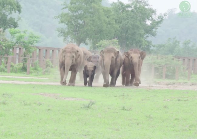 Dok Gaew was barely two years old when he was left alone in the wild and rescued by staffers at the Elephant Nature Park. After some rehab, it was time for him to join a new herd.