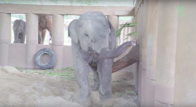 This little guy was in need of a new home and volunteers knew he was strong enough to join his kind.