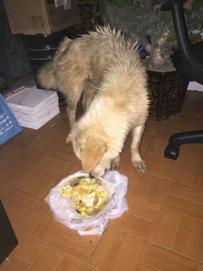 Outside of the net, the pup, whose name in Cantonese roughly translates to "Doggo," started to perk up.