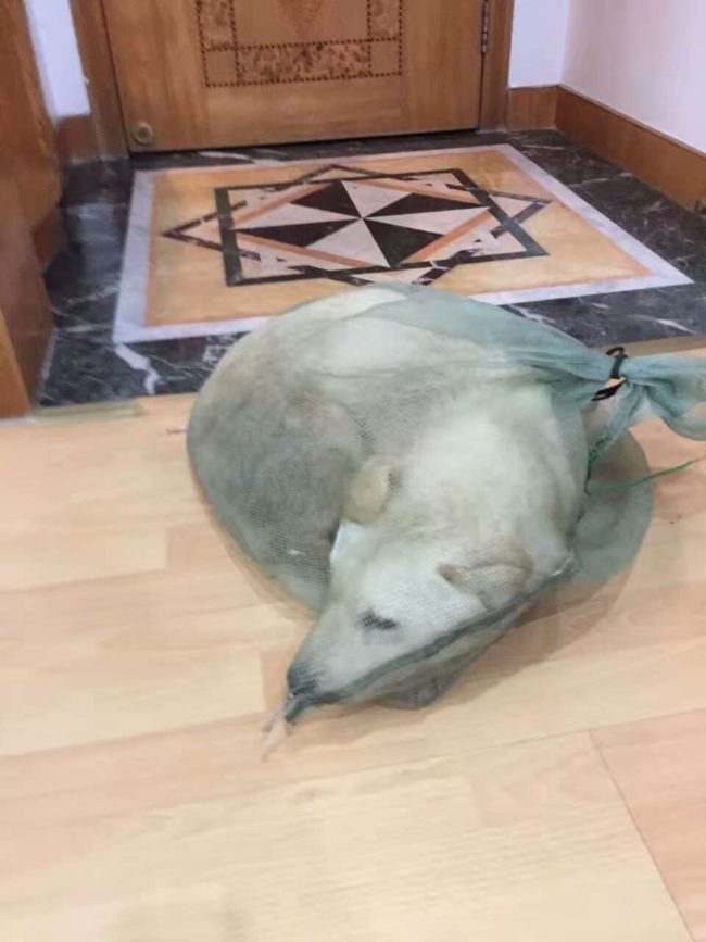 He took a picture of the dog inside the net to show how these animals are cruelly kept while they wait to be killed. It cost $90 to save his life.