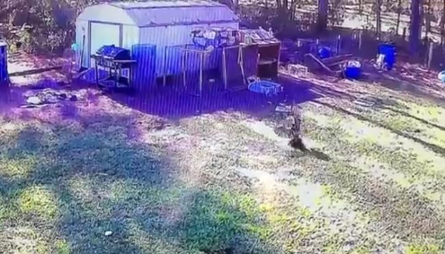 This one was about to become a hawk's lunch, but his feathered friend refused to let that happen.