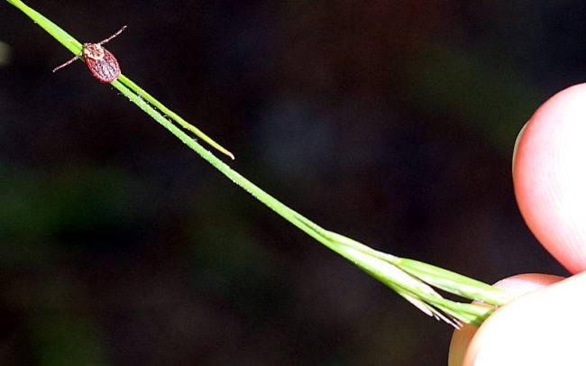 More commonly found in the summertime, ticks that carry the bacterium Rickettsia rickettsii can spread Rocky Mountain spotted fever through their bites, causing symptoms such as fever, headaches, abdominal pain, vomiting, muscle pain, and rashes in the following two weeks.