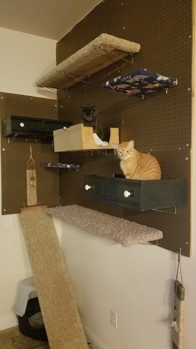 It didn&rsquo;t take long for the cats to dive right in!