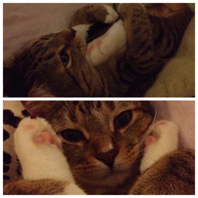 Bob the cat is a big fan of his feet.