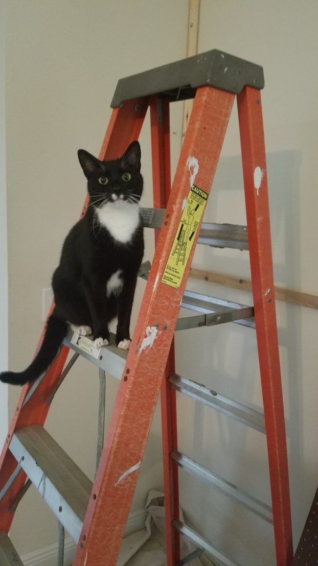 The kitties were so excited about their new play area that they decided to lend a helping paw.