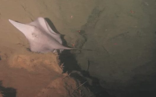 A camera lowered into the volcano recently captured three species living inside: the sixgill stingray, silky sharks, and scalloped hammerhead sharks.