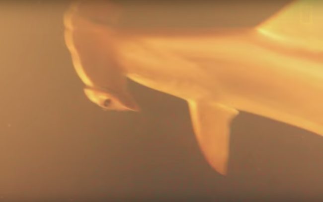 This isn't a far-off occurrence, either. The last eruption was in January of 2014, meaning these animals may have already experienced one. 