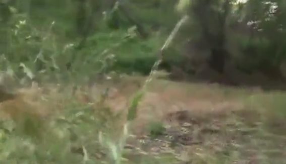 Gardiner didn't notice anything at first when he reviewed his footage.