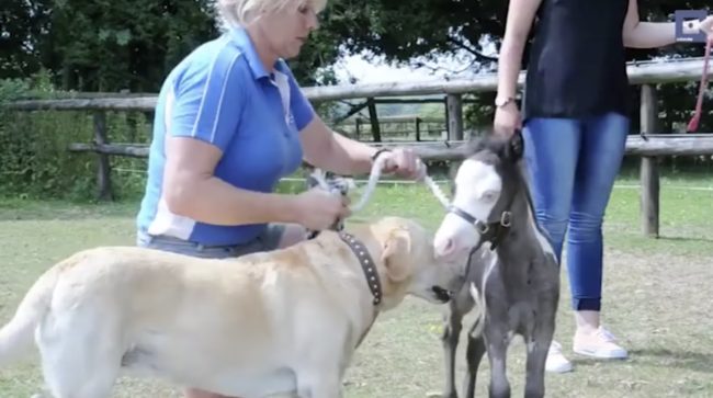 She had initially intended to sell him, but they formed a strong bond. Today she and her tiny buddy compete in shows.