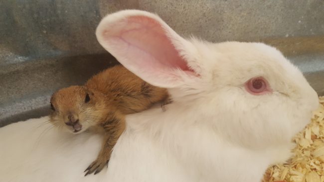 Whenever possible, the petting zoo releases wild animals after they've been rehabilitated or are old enough to fend for themselves.