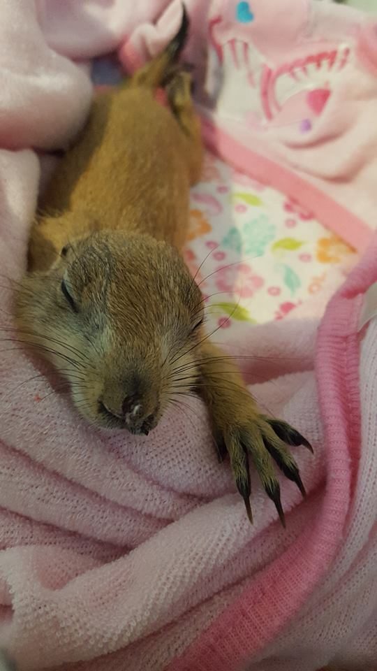 With baby season in full swing, they're seeing a large influx of the little critters that are often found without mothers.