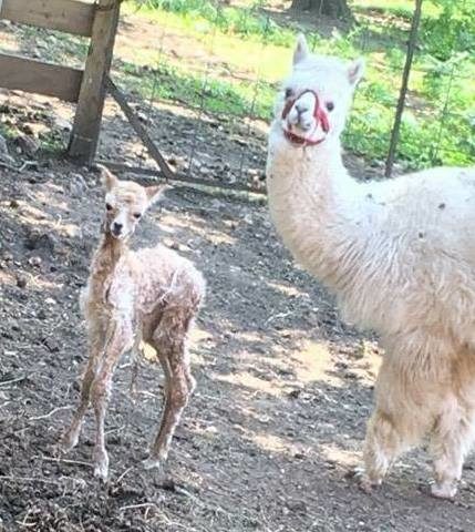 The domesticated animals that call the petting zoo home are also welcoming little bundles of joy into the world.