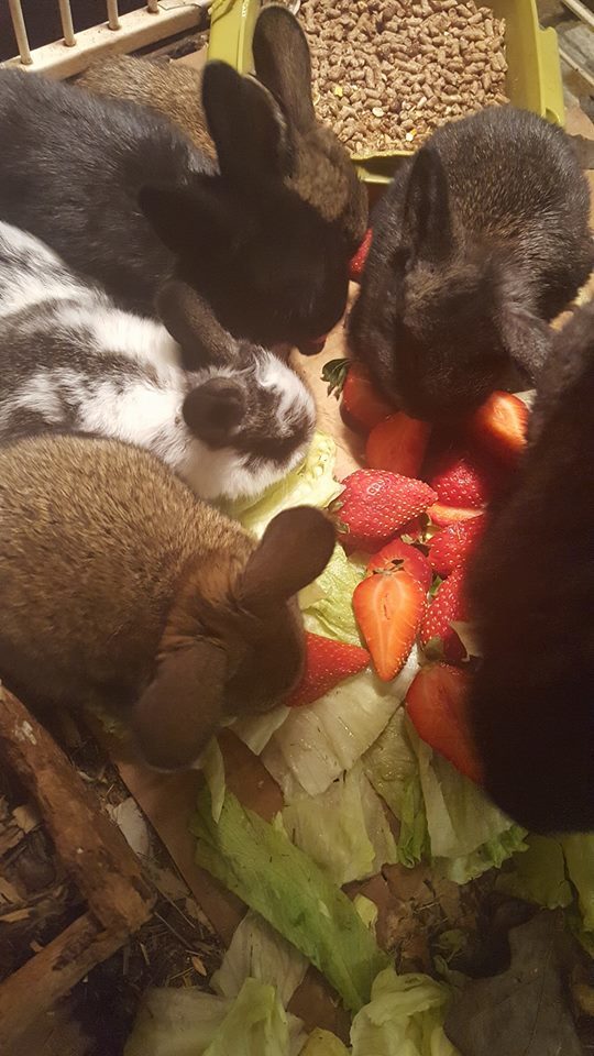 And they're getting plenty of love and care, as well as yummy treats like these!