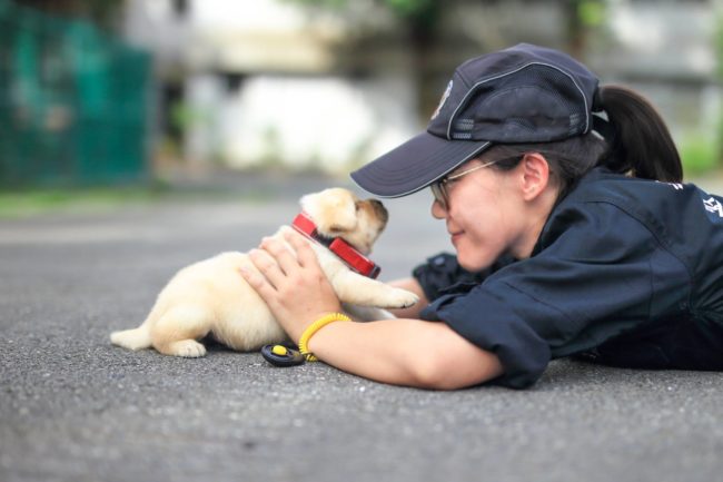 "We plan to train him to become a blood detection dog. After the training, he would assist the police officers to discover, hunt and pursue traces at crime scenes as well as catch suspected criminals," Tian-long said.