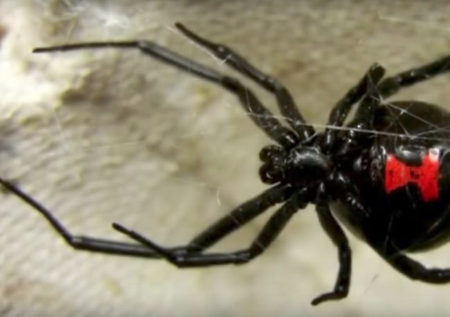 These dangerous and infamous spiders aren't common in Massachusetts, but in other parts of the country they thrive. Children and small animals can be especially vulnerable to their venom, which can be deadly if left untreated. 