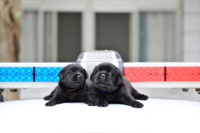 Five of the pups, whose coats are all black, will be trained to detect drugs.