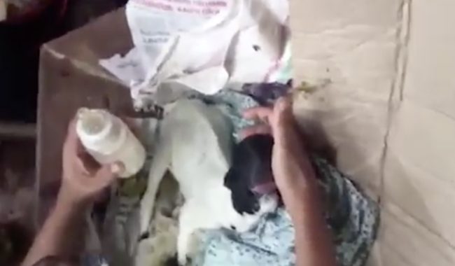 The deformed kid was abandoned after it was unable to feed from its mother.