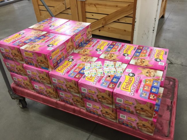 He also feeds them by buying all the food himself and he also tries to find a home for each cat in need.