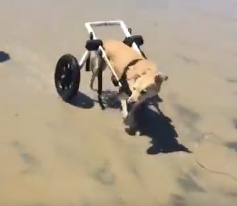 The other pup was just as happy to have a buddy who got around in the same way...