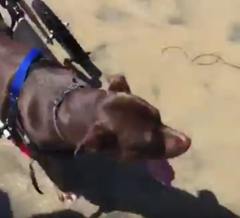 As soon as she saw another dog in a wheelchair, she couldn't contain her excitement.