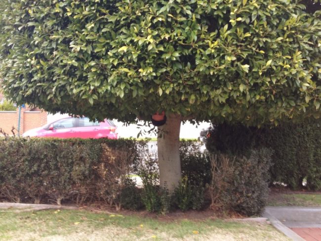 My only questions are who’s taking these pictures and how many times has he gotten stuck like that?