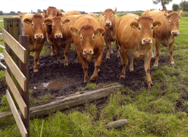 Even after informing them that any variety of milk is simple white cow&rsquo;s milk with added flavorings, much of America was still left perplexed, because obviously.